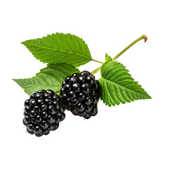 blackberry with leaves isolated on transparent background, generative ai
