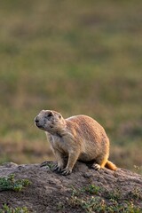 Naklejka na ściany i meble Vertical shot of a cute Marmot (Marmota) resting on the rock on the blurred background