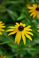 Closeup shot of a yellow daisy flower