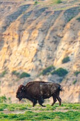Vertical shot of a big bison walking in the field with mountains in the blurred background
