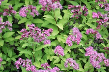 Fototapeta premium Closeup of Spiraea japonica with green leaves in the background