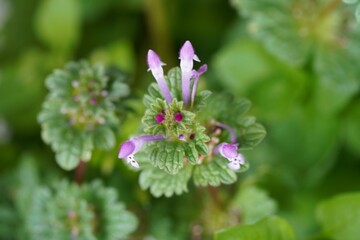 Top view closeup of a Henbit deadnettle, Lamium amplexicaule flowering plant on blurred background
