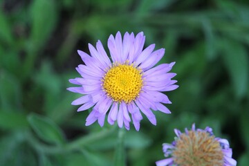 Selective focus of a purple Alpine Aster with green leaves blurred background