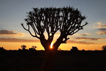 Unique tree in a shadow during sunset, quiver tree forest, Namibia