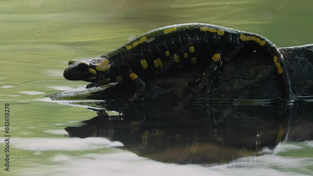 Wall mural closeup of a cute fire salamander on a rock in a pond