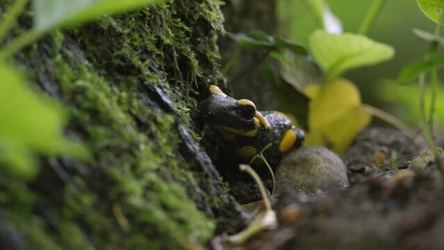 Closeup video of a beautiful black fire salamander with yellow patterns in the forest