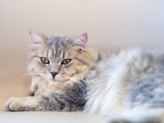 Fototapeta premium Persian cat lay down on the sofa and looked at something