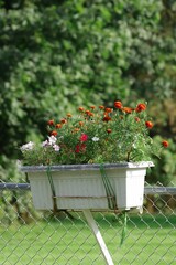 Vertical shot of red marigold flowers growing in a pot attached to a fence in daylight