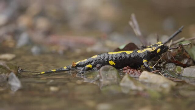 Closeup of a Salamanders amphibians lizard moving on mud wet ground in the forest