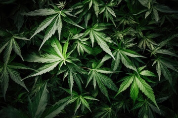 Naklejka na ściany i meble Cannabis Marijuana Leaf Pile Background