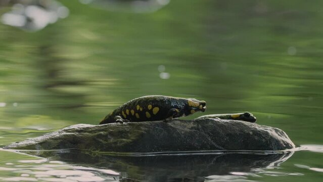 Closeup of fire salamanders on a rock in a pond