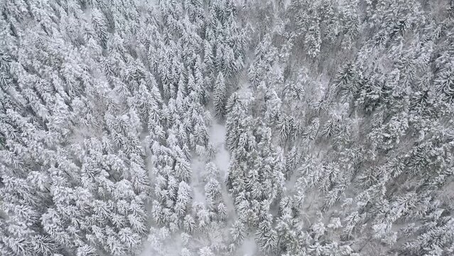 Aerial of trees covered in snow in a winter forest.