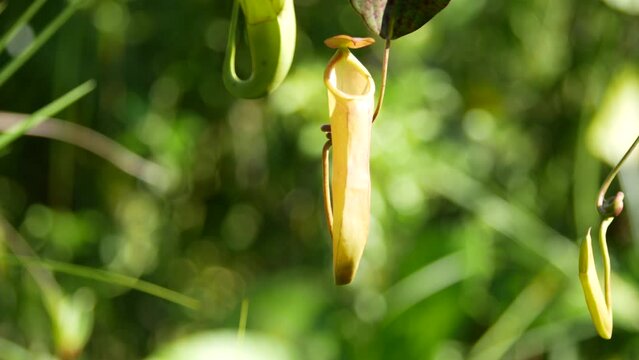 Tropical pitcher plants or nepenthes is a genus of carnivorous plants that can eat insects. This is exotic plants found in deep forest in Tarakan, Indonesia.