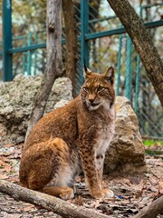 Naklejka na ściany i meble Beautiful shot of a gorgeous lynx in a zoo