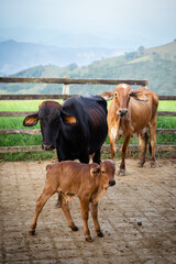 Mama Cow, Baby Cow, Concerned Cow