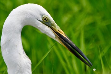 田んぼのダイサギさん