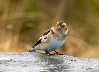 Closeup of a snow bunting (Plectrophenax nivalis) on a stone surface