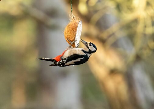 Great spotted woodpecker on a half coconut suet feeder