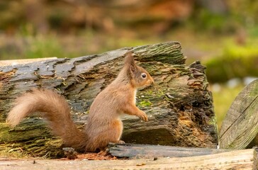Selective of a red squirrel in a park