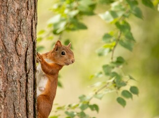 Naklejka na ściany i meble Closeup of a cute squirrel on a tree trunk
