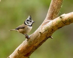 Closeup shot of a crested tit on the branch of a tree