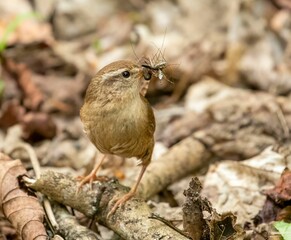Fototapeta premium Close-up shot of a Eurasian wren holding an insect in a beak