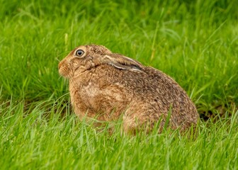 Close-up of a hare (Lepus europaeus) sitting on the grass