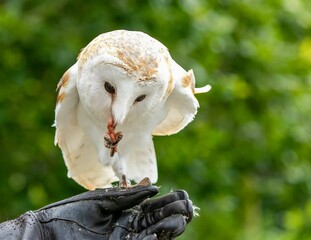 Closeup of a beautiful white owl