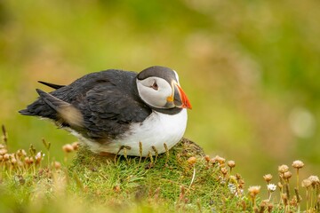 Closeup of a cute puffin bird