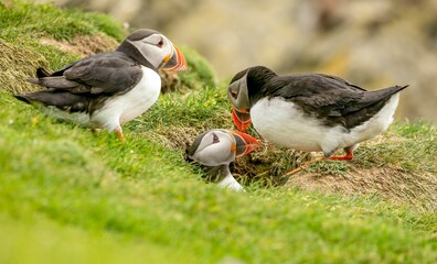 Cute Atlantic puffins (Fratercula arctica) playing with each other on blurred background