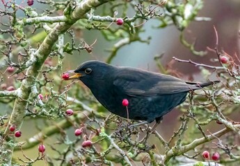 Shallow focus shot of a Common blackbird eating wild berries on a tree