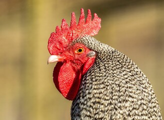Closeup shot of the head of a chicken on the blurred sunny background