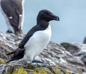 Closeup of Razorbills perched on a rock