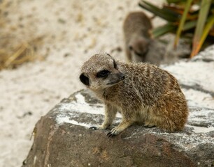 Closeup of a cute meerkat, suricata suricatta sitting on a snowy rock