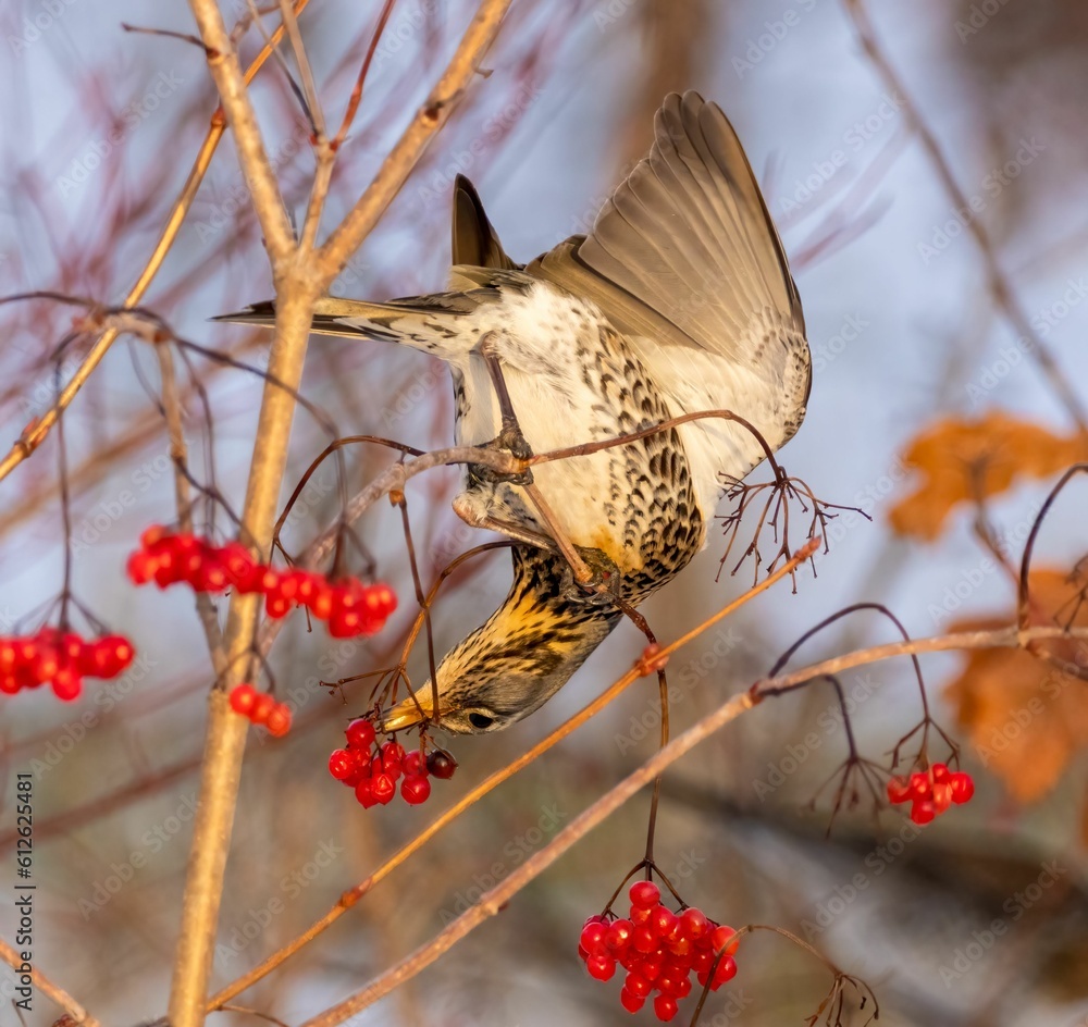 Wall mural Fieldfare bird splashing wings on tree with red rowan plants and a bur background