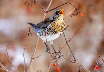 Shallow focus shot of a Fieldfare bird perched on a stem while eating wild red berries
