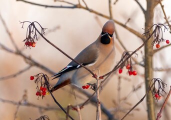 Bohemian waxwing bird on tree twigs looking with red rowan plants against bur background