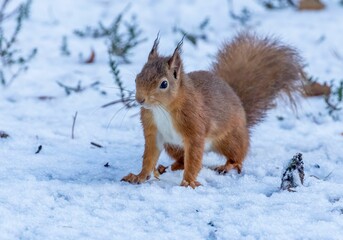Red squirrel on snowy ground in the winter