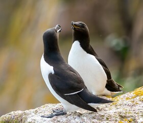 Shallow focus shot of couple of razorbill birds standing on rock with blur background