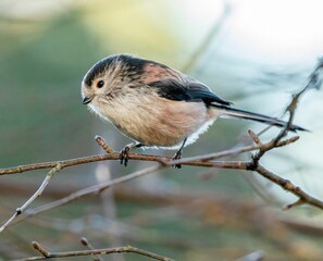 Obraz premium Close-up of a long-tailed tit (Aegithalos caudatus) perched on a tree