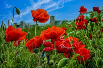 Closeup of a field of red Common poppies flowers with green grass under blue sky