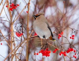 Shallow focus shot of a Waxwing bird perched on a stem