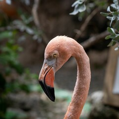 Closeup shot of a flamingo head with blurry background