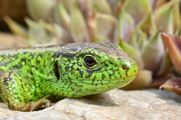Closeup shot of a small lizard with green skin crawling on the ground in daylight