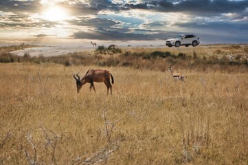 Closeup shot of a red hartebeest grazing in the forest