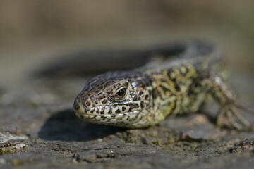 Naklejka premium Closeup shot of a small lizard with a long tail crawling on the ground in daylight