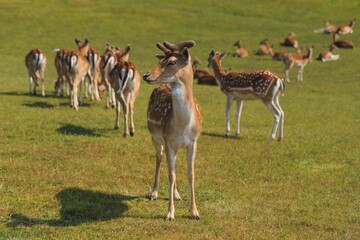 Beautiful shot of deer resting in a green field on a sunny day
