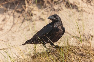 Fototapeta premium Close-up shot of a black crow sitting on the ground on a shore