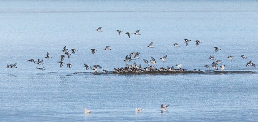 Closeup of Oystercatchers flying over the water