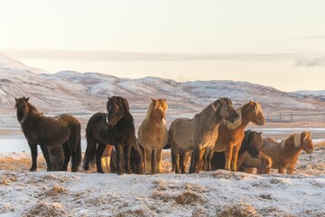 Closeup of horses grazing on a snowy field